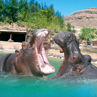 Jumbo Tours - Fuerteventura North Oasis Park -