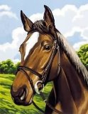 Oasis Reeves - Junior Paint By Numbers Horses Head