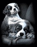 Oasis Reeves - Scraperfoil Spaniels