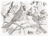 Oasis Reeves - Sketching By Number Red Cardinals