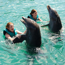 World plus Dolphin Encounter with Transport - Adult