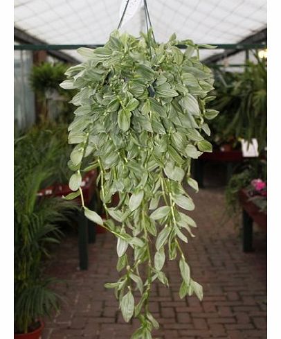 Olive Grove Indoor Plant - Tradescantia -Hanging House Plant