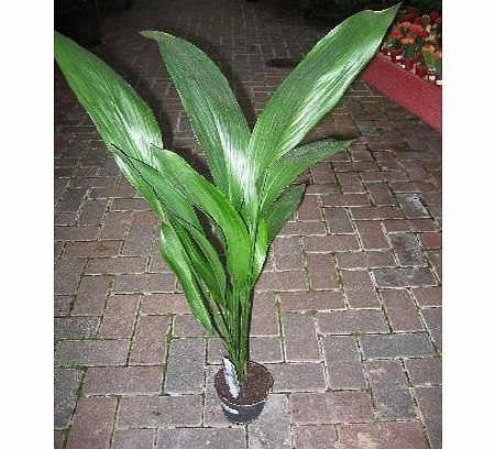 Olive Grove Indoor Plant -House or Office Plant -Aspidistra elatior - Cast Iron Plant Approx 45cm Tall