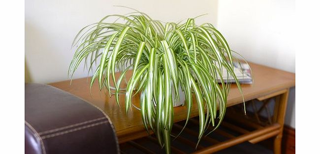 Olive Grove Indoor Plant -House or Office Plant -Chlorophytum - Indoor Spider Plant