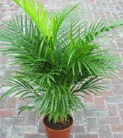 Olive Grove Indoor Plant -House or Office Plant -Chrysalidocarpus lutescens Areca Palm - Butterfly Palm 1.1m