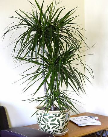 Olive Grove Indoor Plant -House or Office Plant -Dracaena marginata - Madagascar Dragon Tree 1.2m