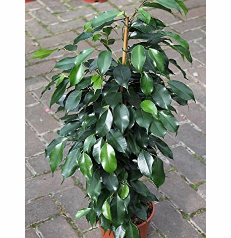 Olive Grove Indoor Plant -House or Office Plant -Ficus Benjamina- Green Weeping Fig 80cms Tall- NOW REDUCED