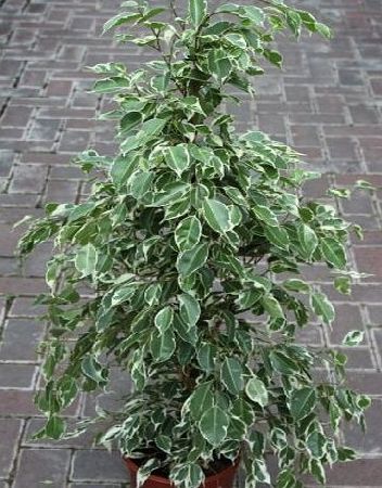 Olive Grove Indoor Plant -House or Office Plant -Ficus benjamina Variegata - Variegated Weeping Fig 80cms Tall- NOW REDUCED