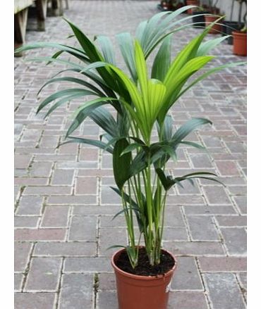 Olive Grove Indoor Plant -House or Office Plant -Howea forsteriana Kentia Palm - Paradise Palm 95cm tall.