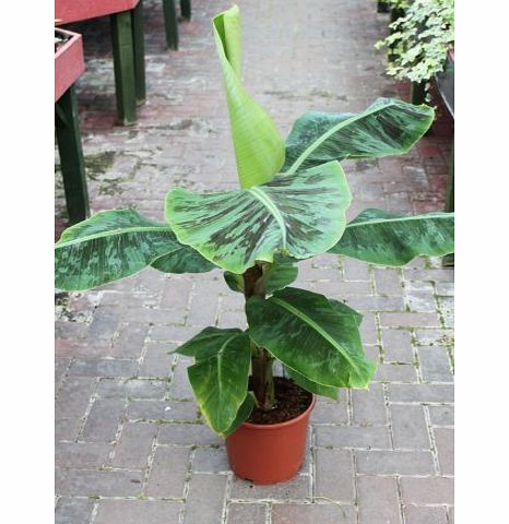Olive Grove Indoor Plant -House or Office Plant -Musa dwarf Tropicana- Banana Tree 30 cms