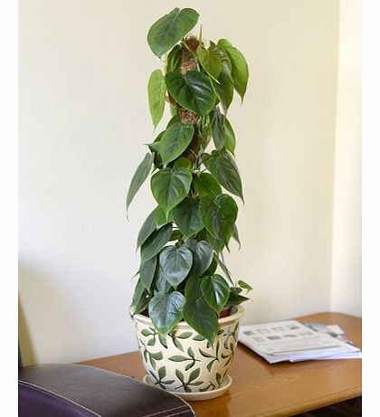 Indoor Plant -House or Office Plant -Philodendron scandens- Sweetheart Plant 95cm Tall