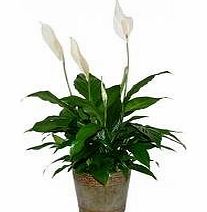Olive Grove Indoor Plant -House or Office Plant -Spathyphyllum -50cm PEACE LILY