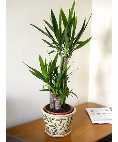 Olive Grove Indoor Plant -House or Office Plant -Yucca elephantipes - Spineless Yucca 1m