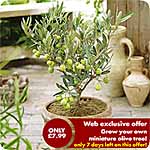 Olive Plants Offer 430188.htm
