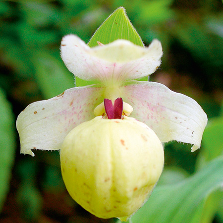 Orchid Flavum (Chinese Alpine Slipper Orchid) 1