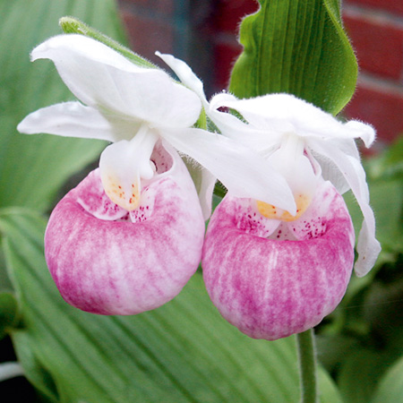 Orchid Reginae (Queen Ladys Slipper Orchid)