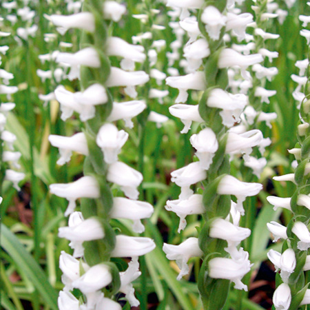 Orchid Spiranthes Chaddos Ford 3 Potted Plants -