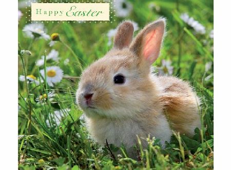 Otter House Rabbit Easter Card Pack