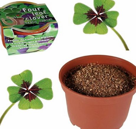 Out of the Blue Grow Your Own Lucky Four leaf clover - A Gardeners Novelty Gift - Mans / Mens Perfect Ideal Christmas Present / Gift / Stocking Filler Ideal Gift for The Gardener