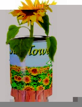 Grow Your Own Sun Flower - A Gardeners Novelty Gift - Mans / Mens Perfect Ideal Christmas Present / Gift / Stocking Filler Ideal Gift for The Gardener