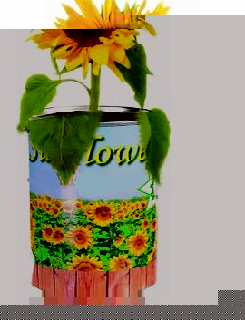 Out of the Blue Grow Your Own Sun Flower - A Gardeners Novelty Gift - Mans / Mens Perfect Ideal Christmas Present / Gift / Stocking Filler Ideal Gift for The Gardener