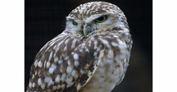 Owl Encounter in Derbyshire
