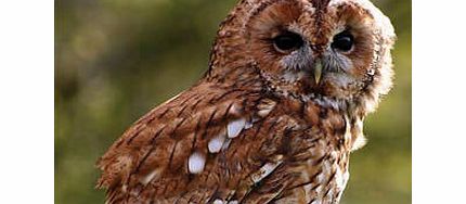 Owl Encounter in Hampshire