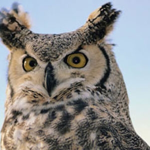 Owl Handling Experience