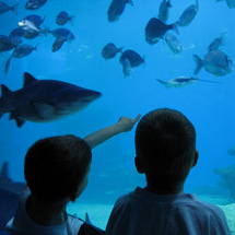Palma Aquarium from North Majorca - Child