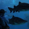 Aquarium with Transfers from East Majorca