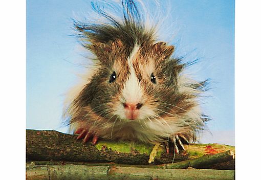 Paperhouse Bad Hair Day Greeting Card