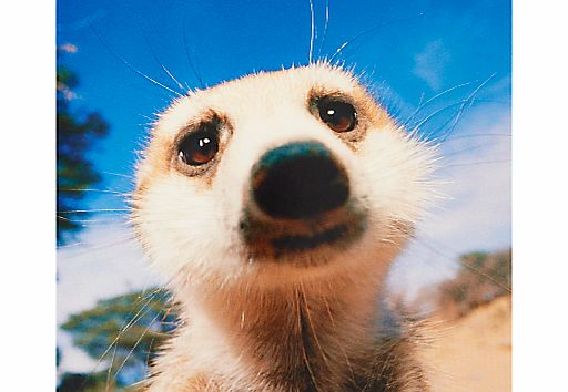 Paperhouse Blank Meerkats Greeting Card