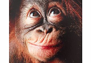 Paperhouse Blank Orangutan Greeting Card