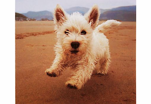 Paperhouse Fluffy Greeting Card