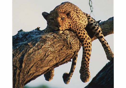 Paperhouse Leopard Blank Greeting Card