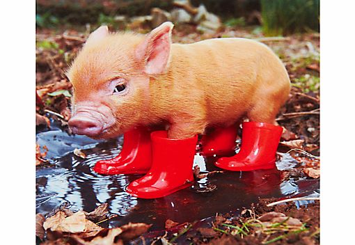 Paperhouse Piglet In Boots Greeting Card