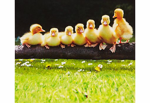 Paperhouse Seven Little Ducklings Greeting Card