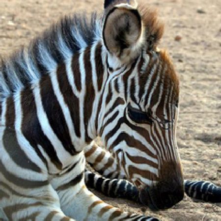 Paphos Zoo with Transfer - Departing from