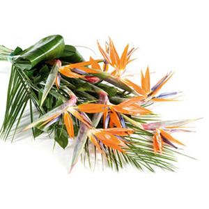 Paradise - Flowers by Post