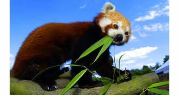 Paradise Wildlife Park Tickets - Exclusive