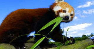 Paradise Wildlife Park Tickets Exclusive