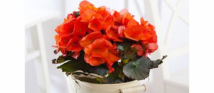 Begonia in Zinc