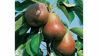 Pear Tree - Beurre Hardy
