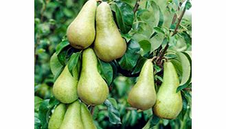 Pear Tree - Conference