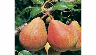 Pear Tree - Louise Bonne DAvranches