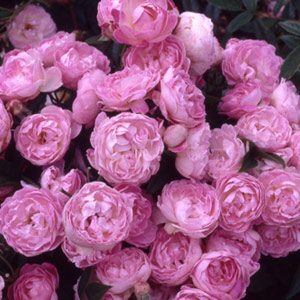 Pearl Anniversary Patio Rose (pre-order now)