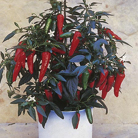 Pepper Apache F1 Plants (Chilli) Pack of 3 Pot