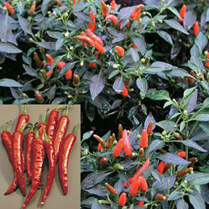 pepper Chili Demon Red Seeds