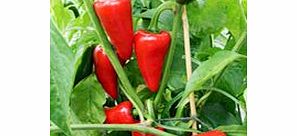 Pepper Chilli - Chilli Gorria Seeds