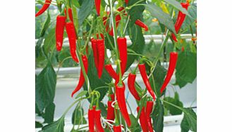 Pepper Chilli Fireflame F1 Grafted Plants